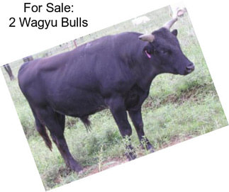 For Sale: 2 Wagyu Bulls