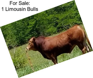 For Sale: 1 Limousin Bulls