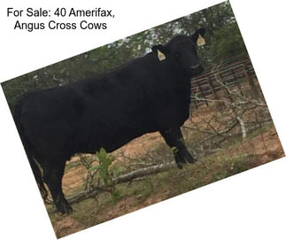 For Sale: 40 Amerifax, Angus Cross Cows