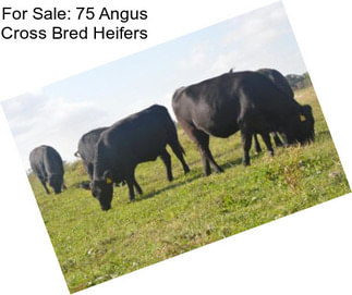 For Sale: 75 Angus Cross Bred Heifers