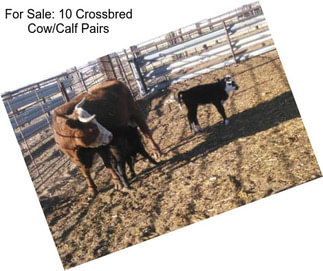 For Sale: 10 Crossbred Cow/Calf Pairs