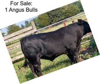 For Sale: 1 Angus Bulls