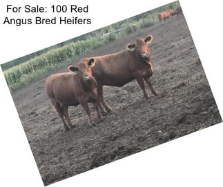 For Sale: 100 Red Angus Bred Heifers