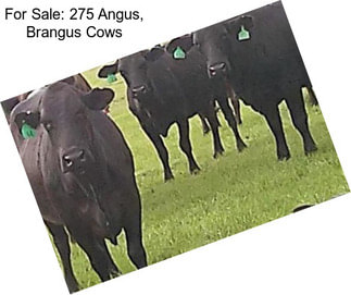 For Sale: 275 Angus, Brangus Cows