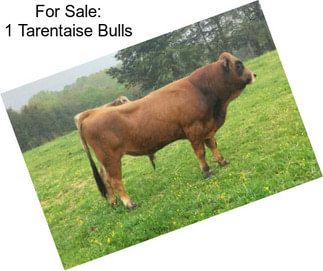 For Sale: 1 Tarentaise Bulls