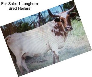 For Sale: 1 Longhorn Bred Heifers