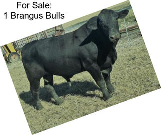 For Sale: 1 Brangus Bulls