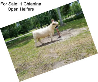 For Sale: 1 Chianina Open Heifers