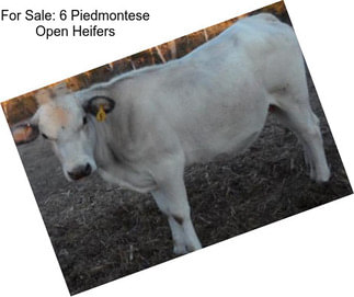 For Sale: 6 Piedmontese Open Heifers