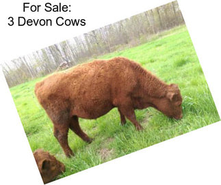 For Sale: 3 Devon Cows