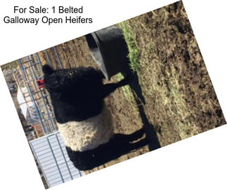 For Sale: 1 Belted Galloway Open Heifers