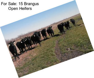 For Sale: 15 Brangus Open Heifers