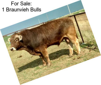 For Sale: 1 Braunvieh Bulls