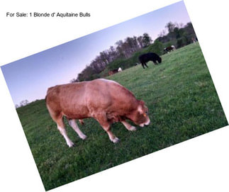 For Sale: 1 Blonde d\' Aquitaine Bulls