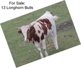 For Sale: 13 Longhorn Bulls