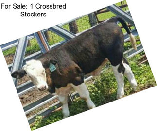 For Sale: 1 Crossbred Stockers