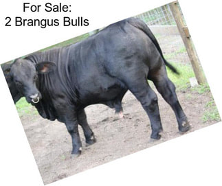 For Sale: 2 Brangus Bulls