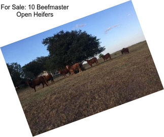 For Sale: 10 Beefmaster Open Heifers