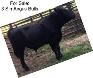 For Sale: 3 SimAngus Bulls