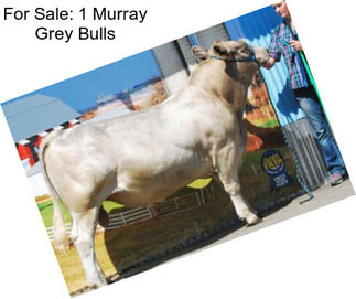 For Sale: 1 Murray Grey Bulls