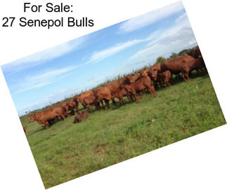 For Sale: 27 Senepol Bulls