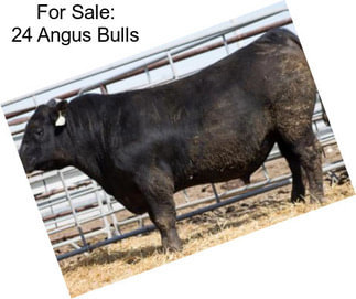 For Sale: 24 Angus Bulls