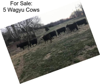 For Sale: 5 Wagyu Cows