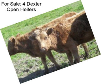 For Sale: 4 Dexter Open Heifers