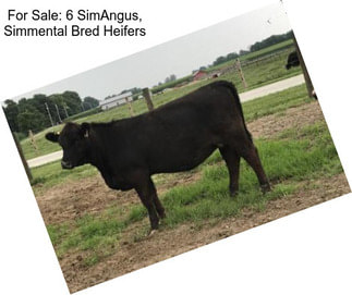 For Sale: 6 SimAngus, Simmental Bred Heifers