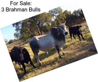 For Sale: 3 Brahman Bulls