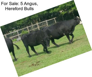 For Sale: 5 Angus, Hereford Bulls