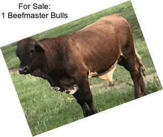 For Sale: 1 Beefmaster Bulls