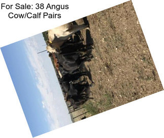 For Sale: 38 Angus Cow/Calf Pairs