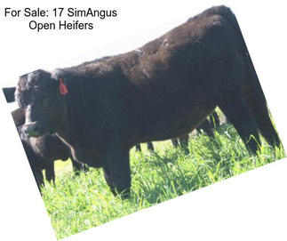 For Sale: 17 SimAngus Open Heifers