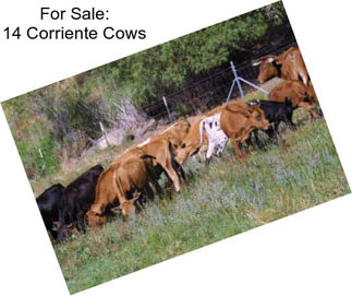 For Sale: 14 Corriente Cows