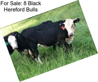 For Sale: 8 Black Hereford Bulls