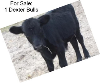 For Sale: 1 Dexter Bulls