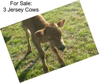 For Sale: 3 Jersey Cows