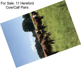 For Sale: 11 Hereford Cow/Calf Pairs