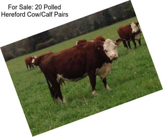 For Sale: 20 Polled Hereford Cow/Calf Pairs