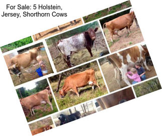 For Sale: 5 Holstein, Jersey, Shorthorn Cows