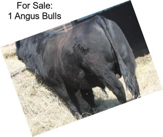 For Sale: 1 Angus Bulls