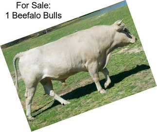 For Sale: 1 Beefalo Bulls