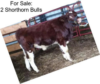 For Sale: 2 Shorthorn Bulls