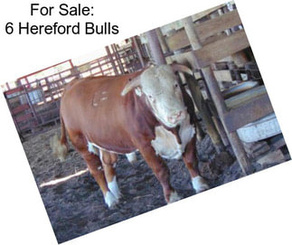 For Sale: 6 Hereford Bulls