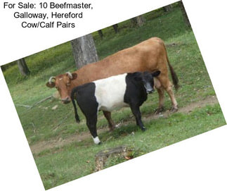 For Sale: 10 Beefmaster, Galloway, Hereford Cow/Calf Pairs