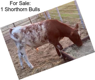 For Sale: 1 Shorthorn Bulls