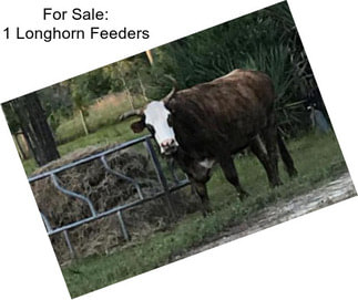 For Sale: 1 Longhorn Feeders