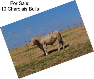 For Sale: 10 Charolais Bulls