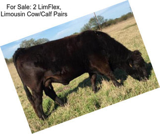 For Sale: 2 LimFlex, Limousin Cow/Calf Pairs